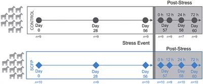 Saccharomyces cerevisiae fermentation product improves robustness of equine gut microbiome upon stress